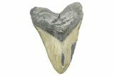 Huge, Serrated, Fossil Megalodon Tooth - North Carolina #368430-1